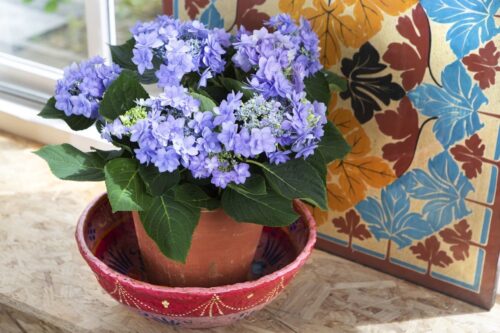 Als kleines Dankeschön, als Mitbringsel für die beste Freundin oder auch zum Valentinstag – darüber freut sich jeder. Foto: Hydrangeaworld