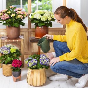 Die durstige Zimmerpflanze benötigt viel Flüssigkeit; die Erde sollte immer feucht gehalten werden. Foto: Hydrangeaworld