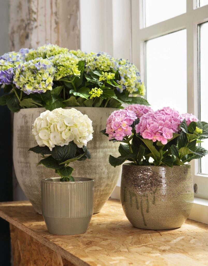 An einem hellen Platz ohne direkte Sonneneinstrahlung entwickeln sich ihre Blütendolden prächtig. Foto: Hydrangeaworld