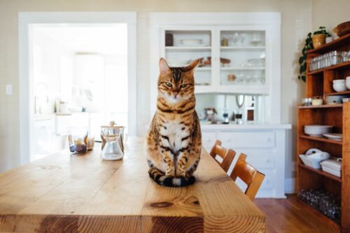 Die meisten Katzen mögen es sauber und rein. Foto: Paul Hanaoka by unsplash