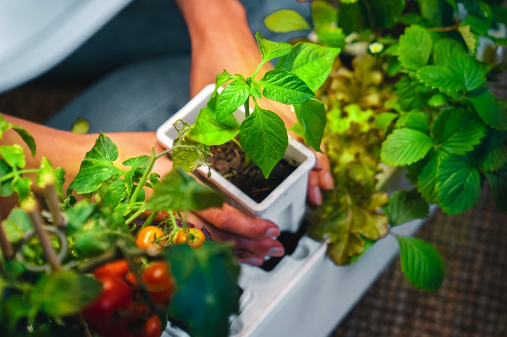 Der Indoor-Garten für zuhause wurde vom Leipziger Start-up Urgrow entwickelt und ist eine ideale Idee. Durch die Indoor-Hydroponik-Systeme werden Kräuter und Gemüse beleuchtet, bewässert und mit Nährstoffen versorgt. Das Ganze ist nachhaltig und per App steuerbar.