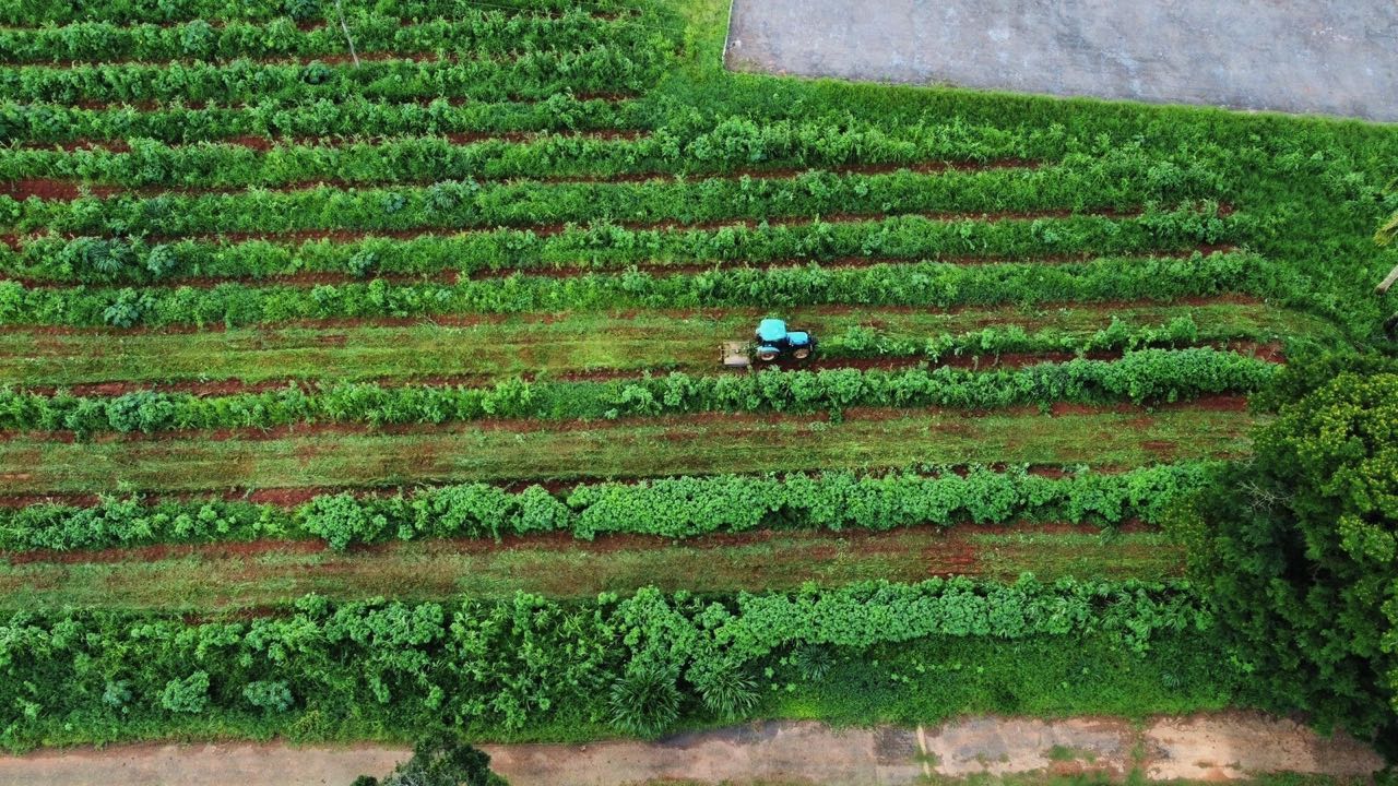 Weltweit leidet die Bodenqualität durch Monokulturen, also den Anbau nur einer Nutzpflanzenart über mehrere Jahre hinweg. Besser ist es, eine biologische Vielfalt anzubauen. Deshalb steigt die Marke Miele in den nachhaltigen Kaffeeanbau in Brasilien ein.