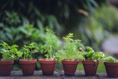 Frische Kräuter in der Küche verleihen Gerichten einen besonderen Geschmack und schaffen gleichzeitig eine grüne, lebendige Atmosphäre. Diese Tontöpfe bringen ein Stück Natur ins Haus.
