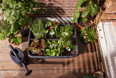 Da Anzuchthaus von Elho ist für kleine Flächen gedacht. Es ist aus recyceltem Material und selbst recycelbar. Dazu gibt es den passenden Anzuchtdeckel, der für Schutz und ein optimales Wachstumsklima sorgt. Hier kann man mit Hilfe des Belüftungsreglers an der Oberseite die Temperatur und Luftzufuhr einstellen.
