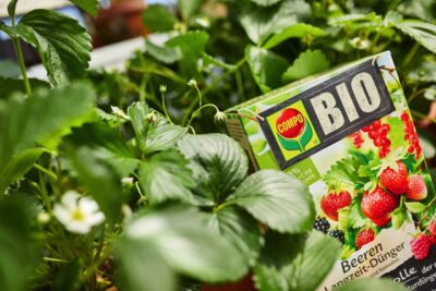 Damit Erdbeerpflanzen sich kräftig entwickeln und vor allem aromatische Früchte ausbilden, brauchen sie verschiedene Nährstoffe. Einer davon ist Kalium. Es unterstützt die Pflanze dabei, ihr Aroma zu entwickeln und sich gegen Krankheiten und Schädlinge zu wehren. Auch die Wurzelbildung wird angeregt. Hilfreich ist der Bio „Beeren & Obst Langzeit Dünger“ von Compo, der für fünf Monate wirkt und alle wichtigen Stoffe enthält.