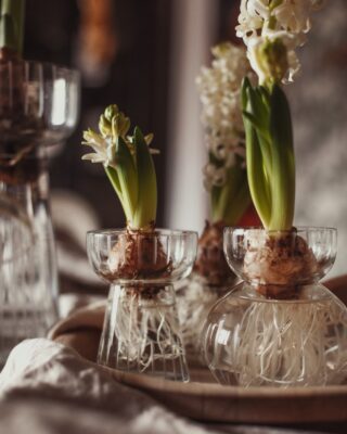 Frische Blumen stehen für Lebendigkeit. In Weiß schmeicheln sie dem Winter und einer hellen Einrichtung. Hyazinthen wachsen perfekt in speziellen Hyazinthen-Vasen, zum Beispiel von Strömshaga.