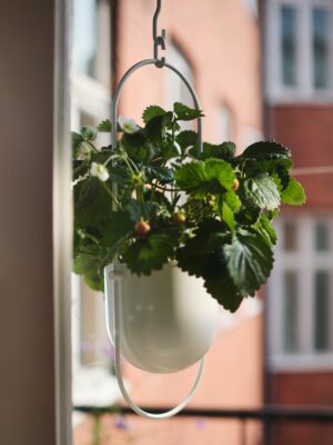 Die Ampel „Chillistrån“ aus Stahl ist von Ikea. Sie macht sich toll an der Küchendecke und ist super für Kräuter jeder Art.